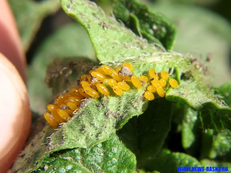 Биомагнетизм