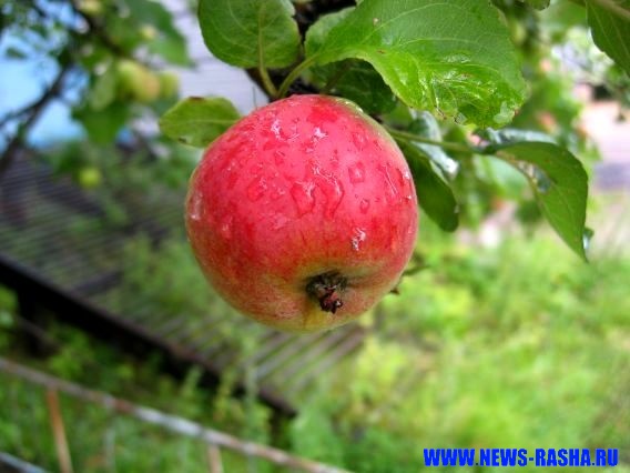 Биомагнетизм