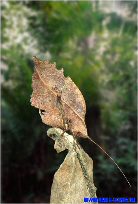 Биомагнетизм